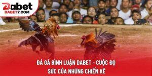 Đá Gà Bình Luận DABET - Cuộc Đọ Sức Của Những Chiến Kê