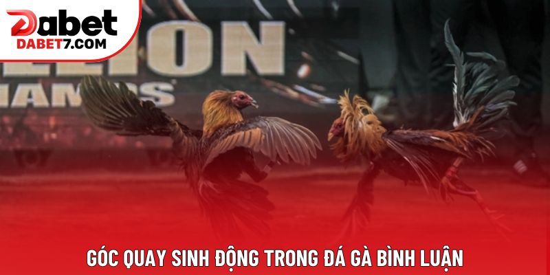 Góc quay sinh động trong đá gà bình luận